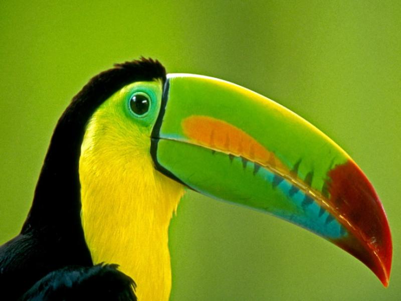 Tucan.jpg